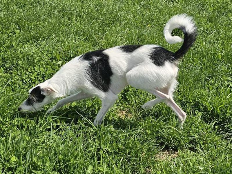 Keks sucht seine 2te Chance