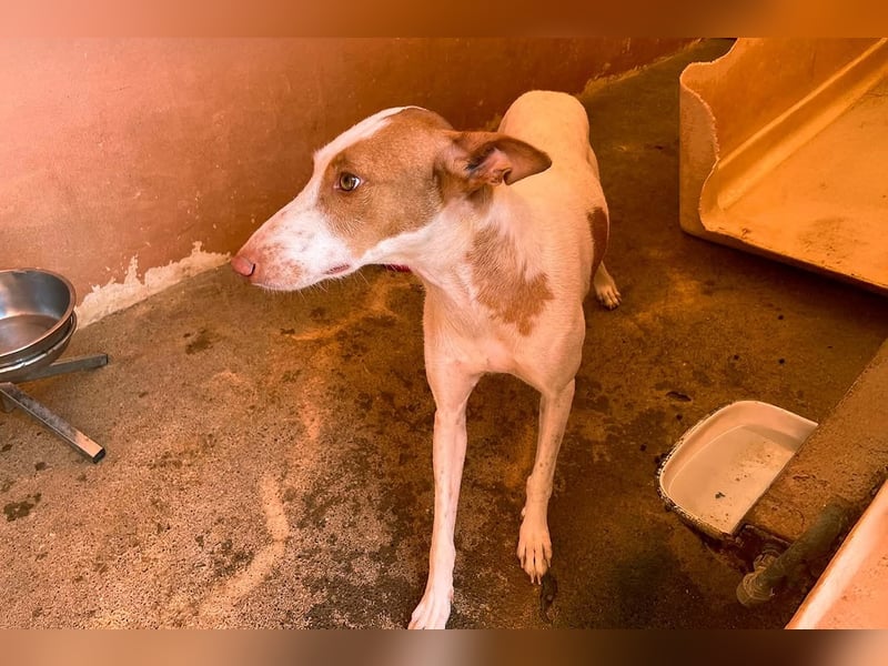 Sanfte Podenco Hündin Paz sucht ihre Menschen