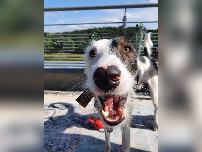 Keks sucht seine 2te Chance