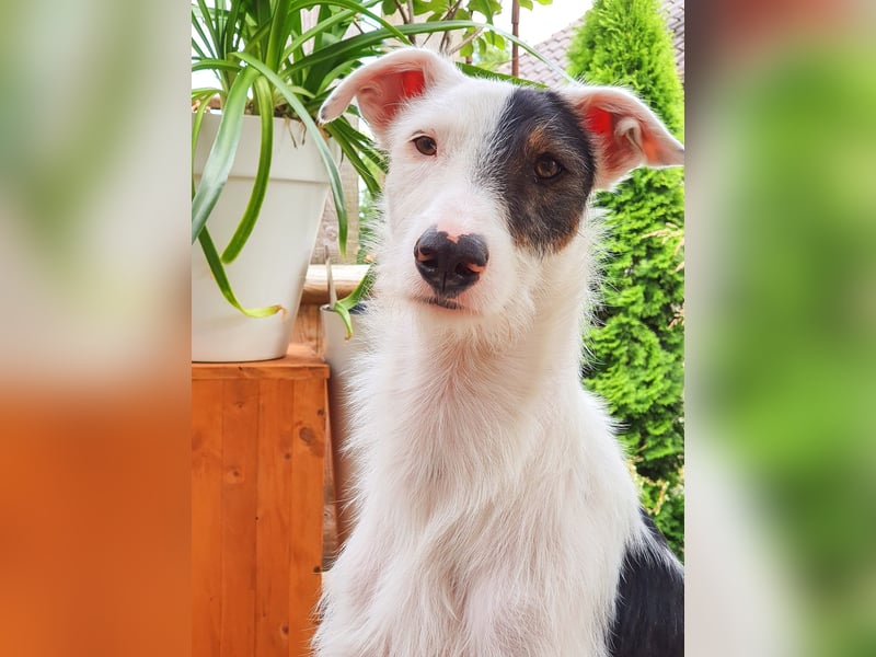 Keks sucht seine 2te Chance