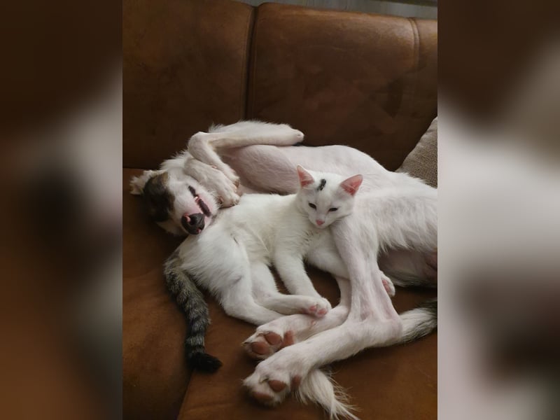 Keks sucht seine 2te Chance