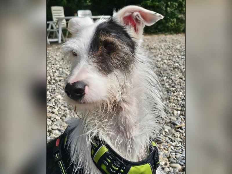 Keks sucht seine 2te Chance