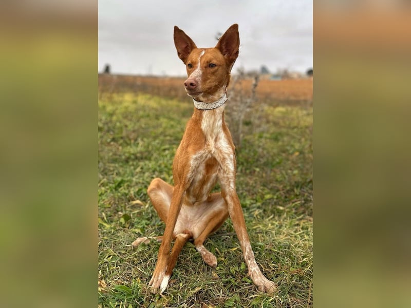 Manchuela - ein energiegeladenes Spaßpaket