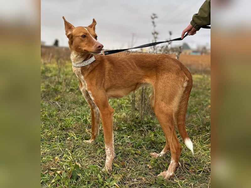 Manchuela - ein energiegeladenes Spaßpaket