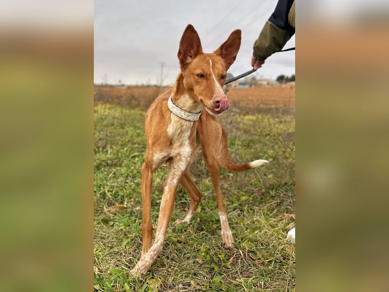 Manchuela - ein energiegeladenes Spaßpaket