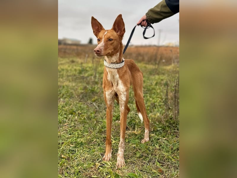Manchuela - ein energiegeladenes Spaßpaket