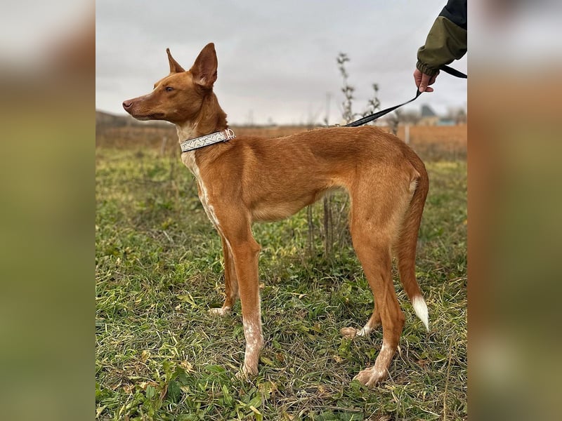 Manchuela - ein energiegeladenes Spaßpaket