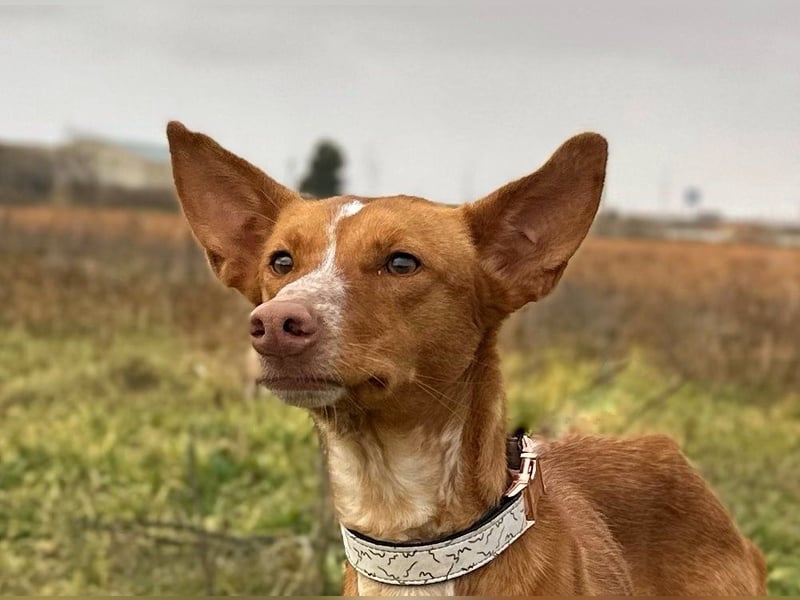 Manchuela - ein energiegeladenes Spaßpaket