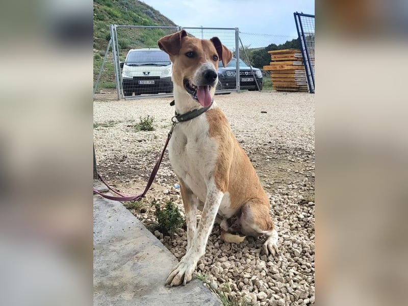 Neko ,junger Podenco-Mix sucht sein Glück
