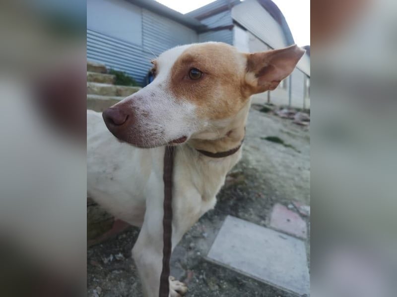 Newton, hofft auf ein eigenes Körbchen