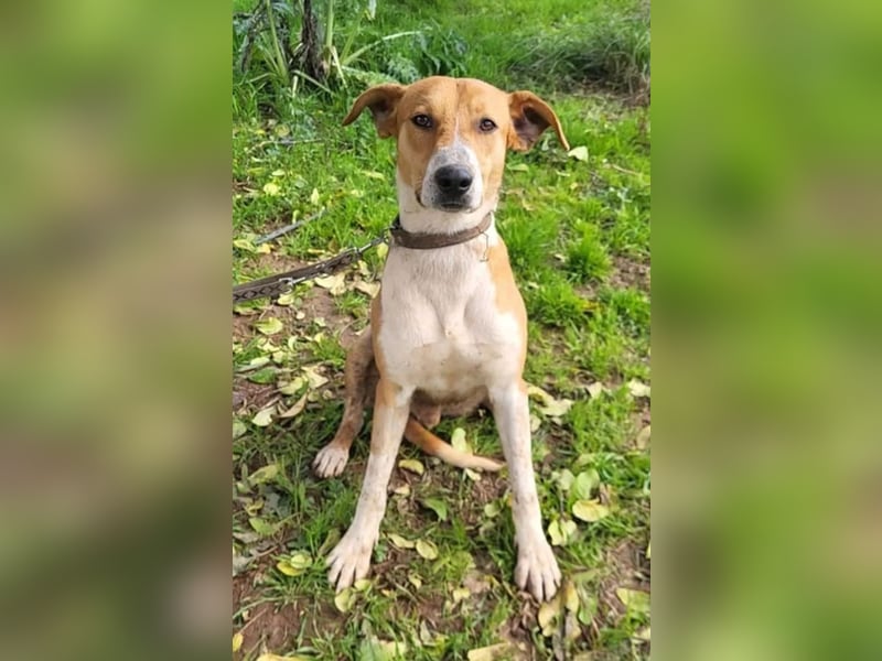 Neko ,junger Podenco-Mix sucht sein Glück
