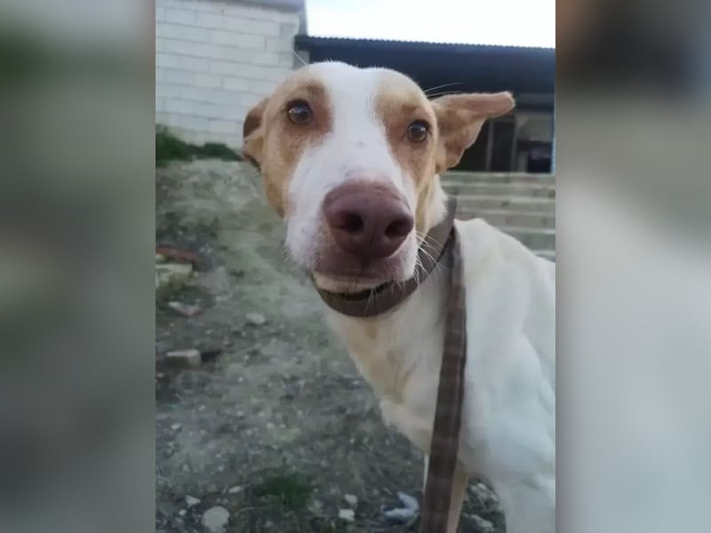 Newton ,Zarter Podenco auf der Suche nach seiner zweiten Chance