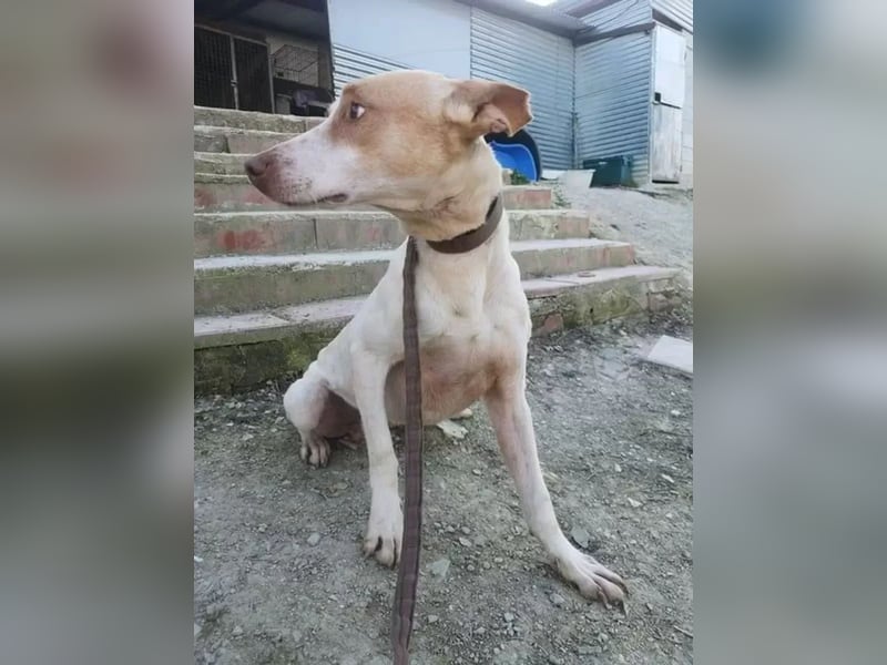 Newton ,Zarter Podenco auf der Suche nach seiner zweiten Chance