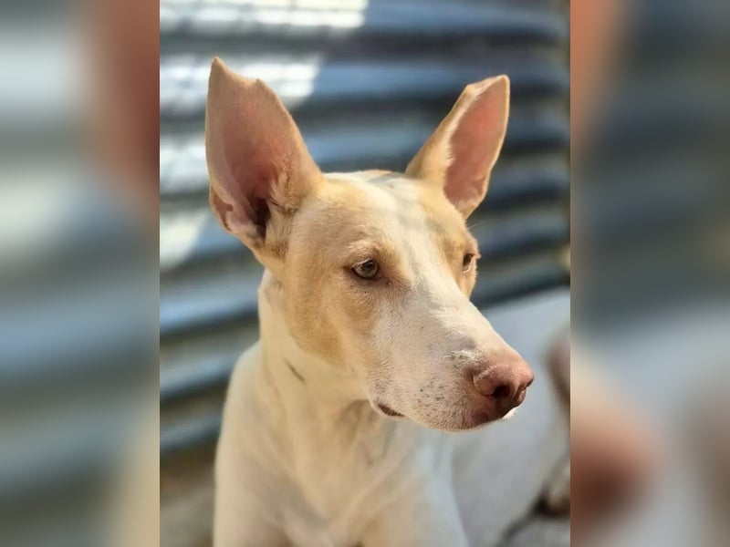 Newton ,Zarter Podenco auf der Suche nach seiner zweiten Chance