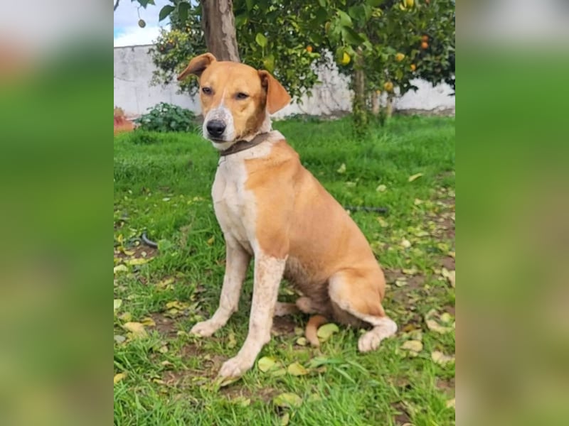 Neko ,junger Podenco-Mix sucht sein Glück
