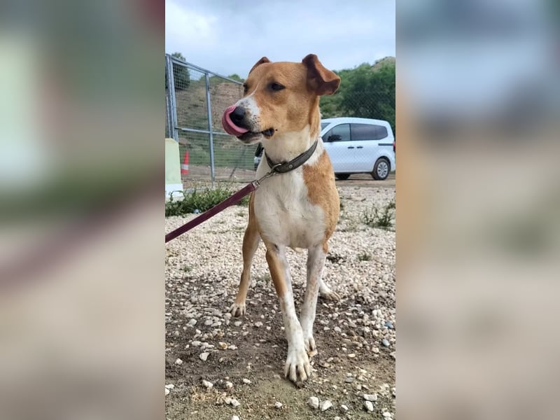 Neko ,junger Podenco-Mix sucht sein Glück