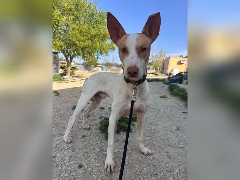 Newton ,Zarter Podenco auf der Suche nach seiner zweiten Chance