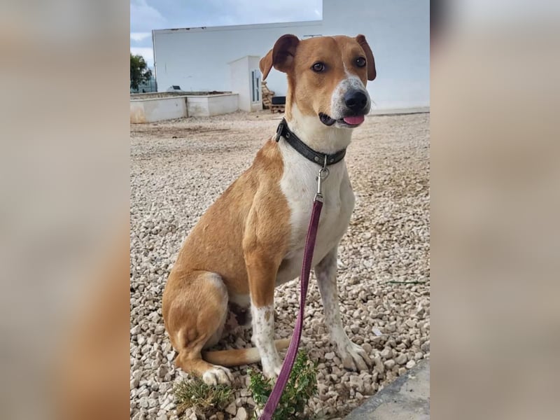 Neko ,junger Podenco-Mix sucht sein Glück