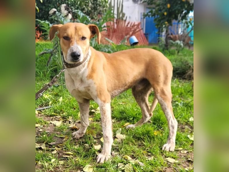Neko ,junger Podenco-Mix sucht sein Glück