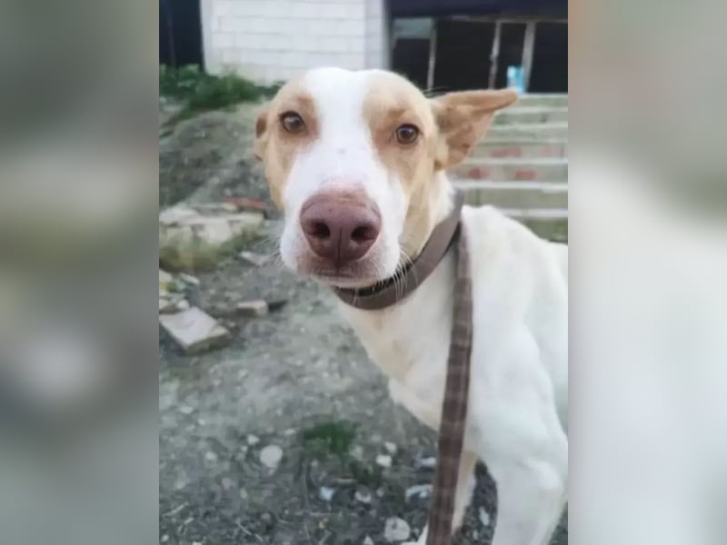 Newton ,Zarter Podenco auf der Suche nach seiner zweiten Chance