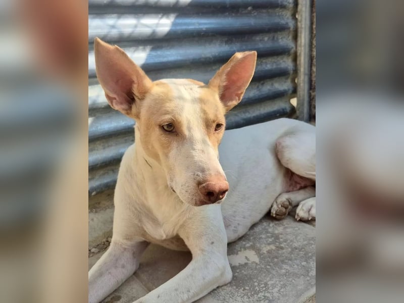 Newton ,Zarter Podenco auf der Suche nach seiner zweiten Chance