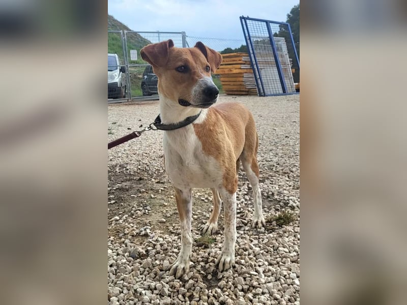 Neko ,junger Podenco-Mix sucht sein Glück