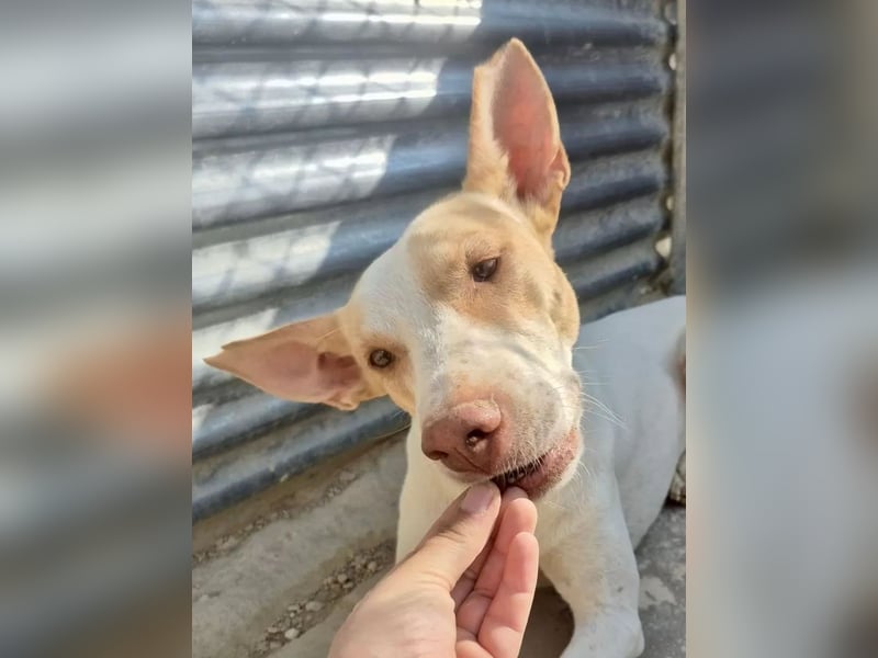 Newton ,Zarter Podenco auf der Suche nach seiner zweiten Chance