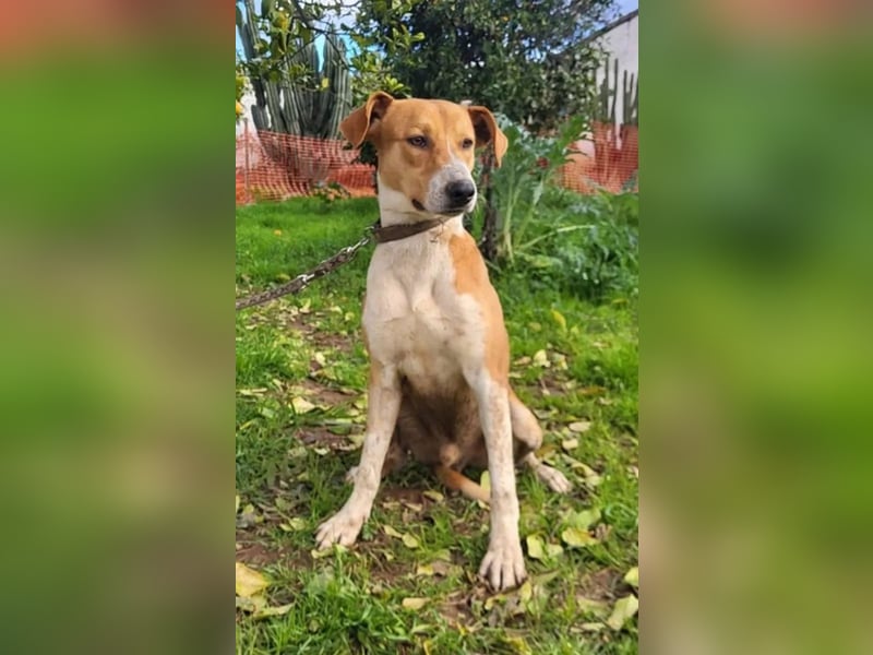 Neko ,junger Podenco-Mix sucht sein Glück