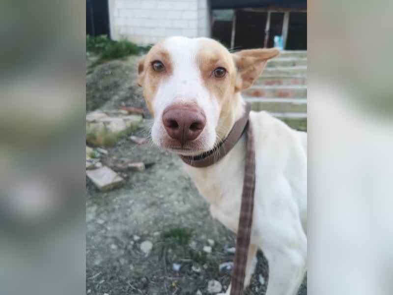 Newton, hofft auf ein eigenes Körbchen