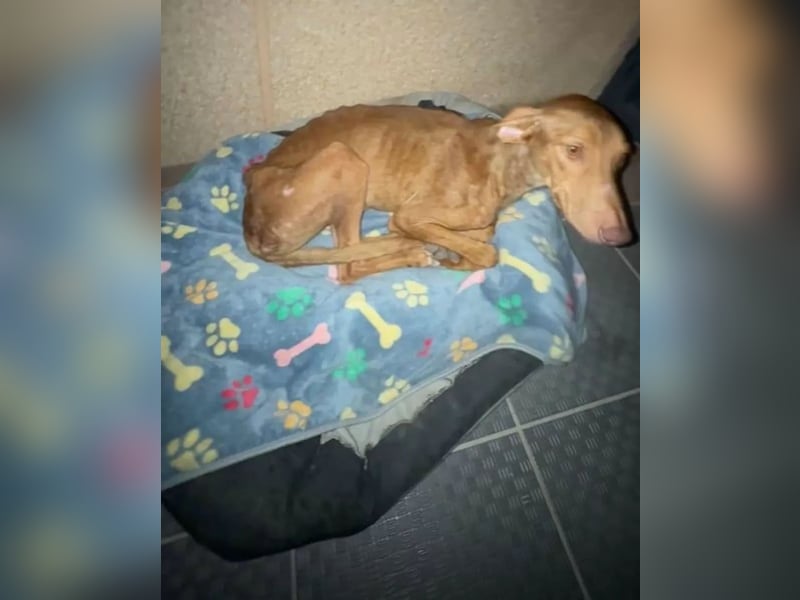 Kane, sehr menschenbezogen und sozial