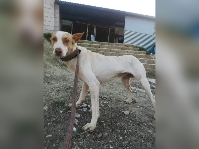 Newton ,Zarter Podenco auf der Suche nach seiner zweiten Chance