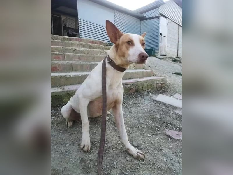 Newton ,Zarter Podenco auf der Suche nach seiner zweiten Chance