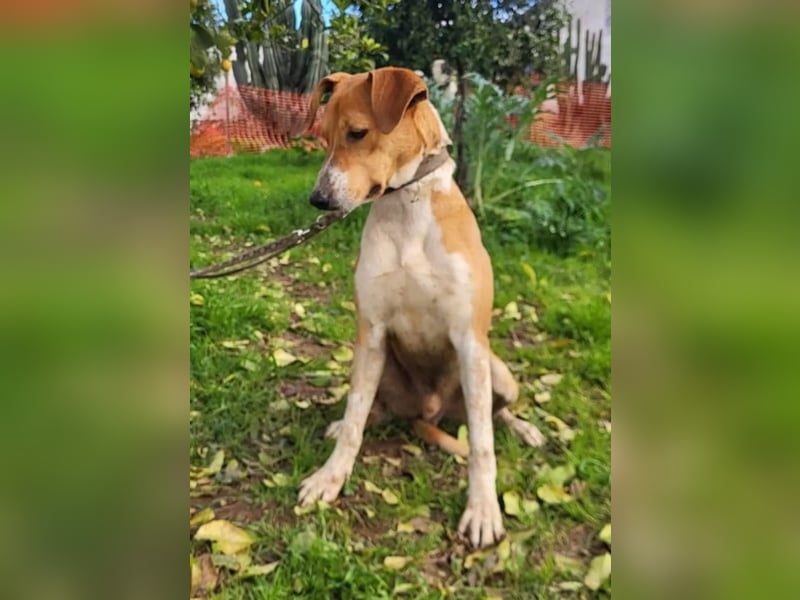 Neko ,junger Podenco-Mix sucht sein Glück