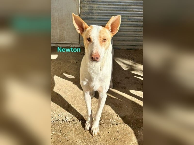 Newton geb. 03/2023 (ESP) - sozialer, wunderschöner Podenco sucht seinen Neuanfang