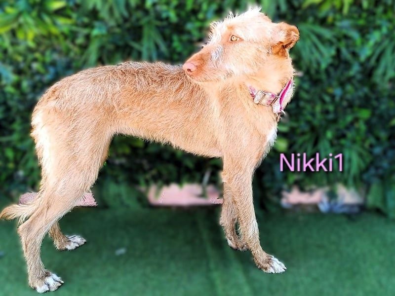Nikki1 geb. 03/2022 (ESP) - liebe und zarte Podenca!