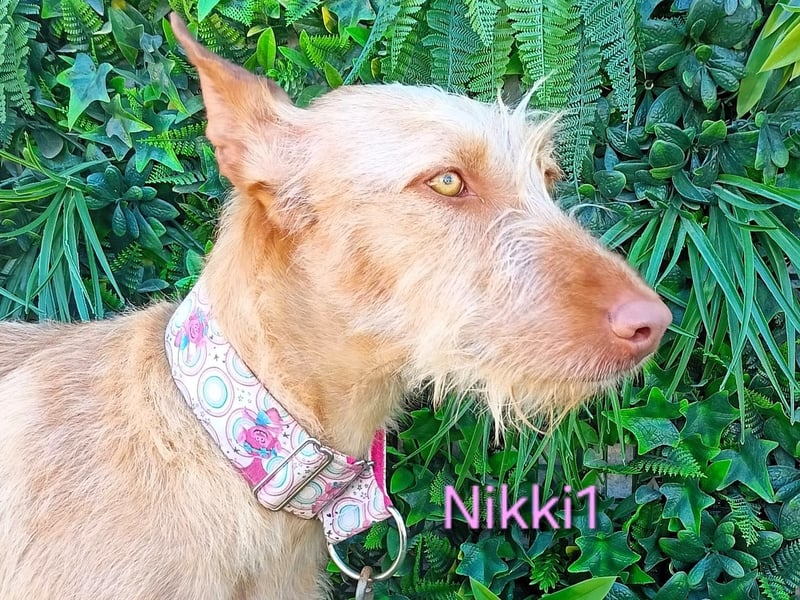 Nikki1 geb. 03/2022 (ESP) - liebe und zarte Podenca!