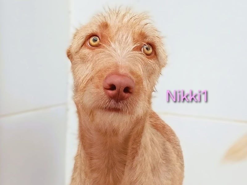 Nikki1 geb. 03/2022 (ESP) - liebe und zarte Podenca!