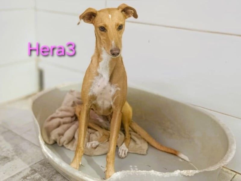 Hera3 geb. 02/2023 (ESP) - fröhliche, entspannte und dankbare Podenca!