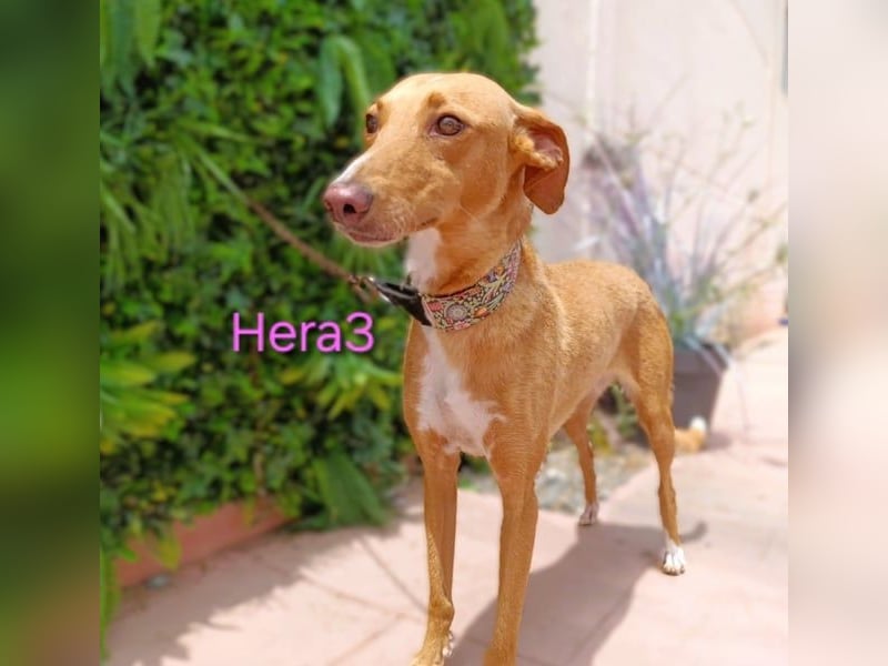 Hera3 geb. 02/2023 (ESP) - fröhliche, entspannte und dankbare Podenca!