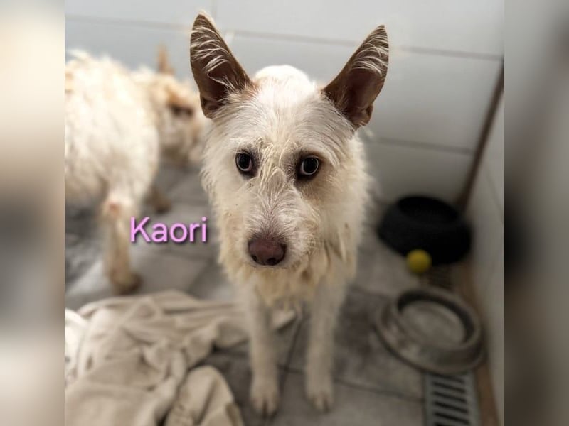 Kaori geb. 06/2019 (ESP) - ausgeglichene und liebevolle Podenco-Hündin sucht das Glück!