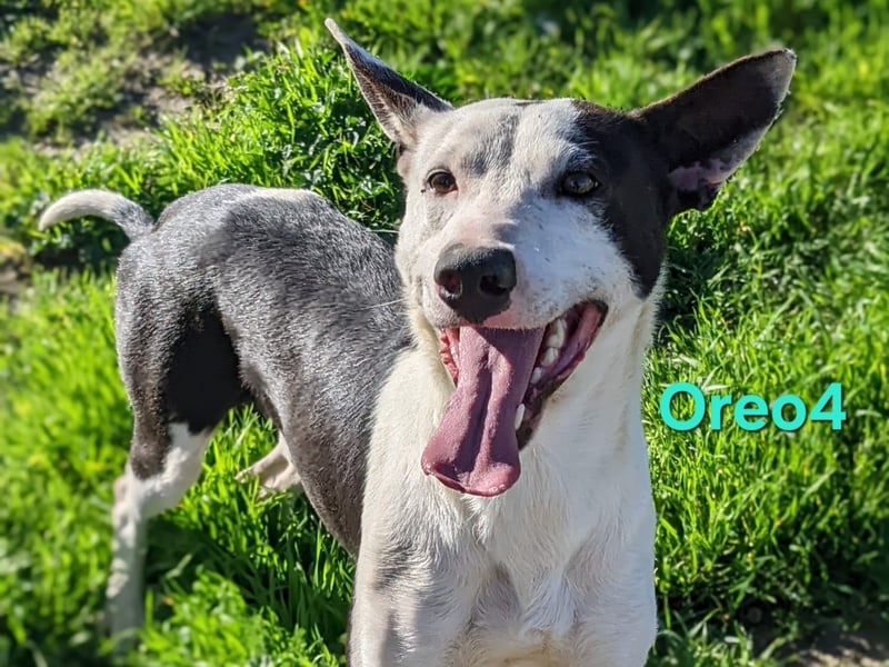 Oreo4 geb. 12/2023 (ESP) - verspielter und liebevoller Podenco auf der Suche nach dem Glück!