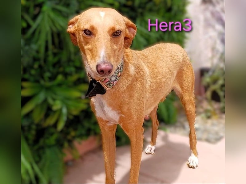 Hera3 geb. 02/2023 (ESP) - fröhliche, entspannte und dankbare Podenca!