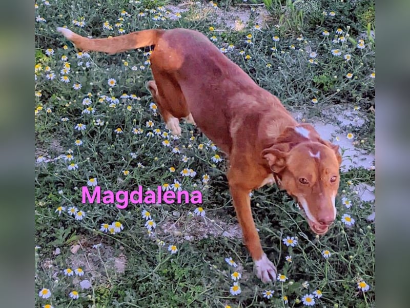 Magdalena geb. 09/2024 (ESP) - liebevolle Podenca sucht einfühlsame Menschen!