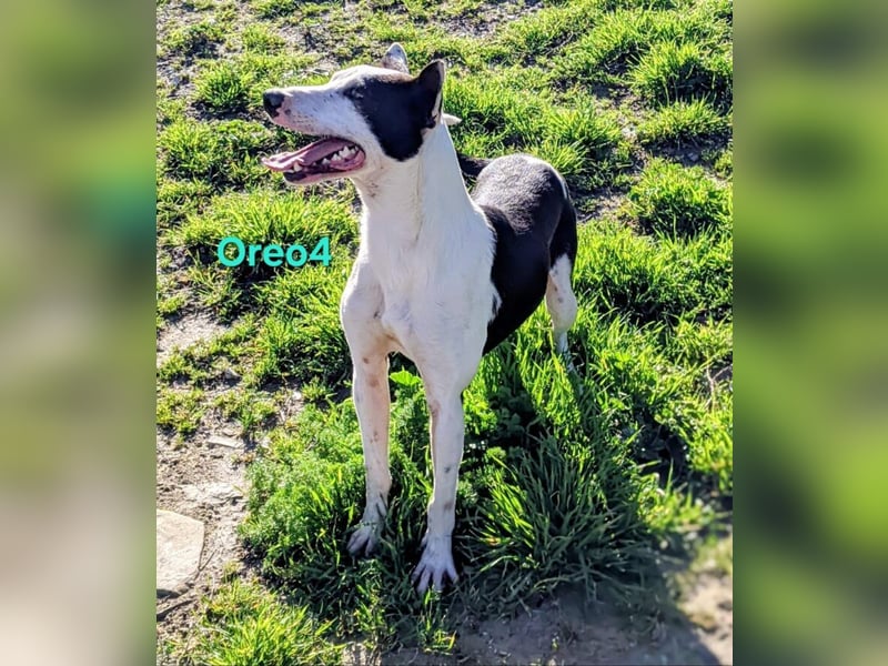 Oreo4 geb. 12/2023 (ESP) - verspielter und liebevoller Podenco auf der Suche nach dem Glück!
