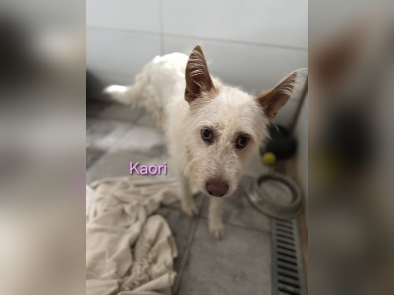 Kaori geb. 06/2019 (ESP) - ausgeglichene und liebevolle Podenco-Hündin sucht das Glück!