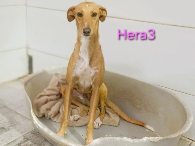 Hera3 geb. 02/2023 (ESP) - fröhliche, entspannte und dankbare Podenca!