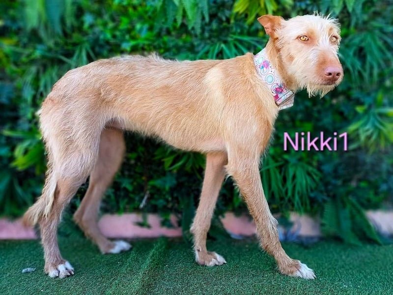 Nikki1 geb. 03/2022 (ESP) - liebe und zarte Podenca!