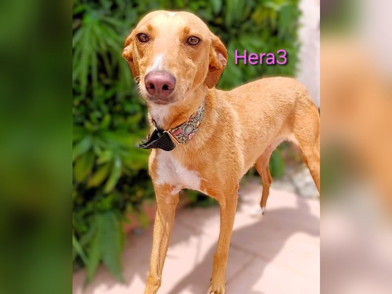 Hera3 geb. 02/2023 (ESP) - fröhliche, entspannte und dankbare Podenca!