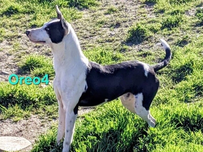Oreo4 geb. 12/2023 (ESP) - verspielter und liebevoller Podenco auf der Suche nach dem Glück!