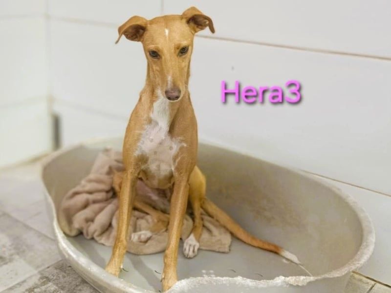 Hera3 geb. 02/2023 (ESP) - fröhliche, entspannte und dankbare Podenca!